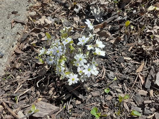 A hepatica plant blooms out of dead leaves and woodchips: A low-to the ground plant with white flowers with yellow centers; small, yellow-green leaves