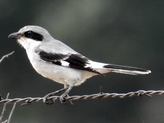 Shrike on barbed wire