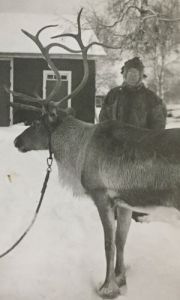 Lettie Cowman and a reindeer