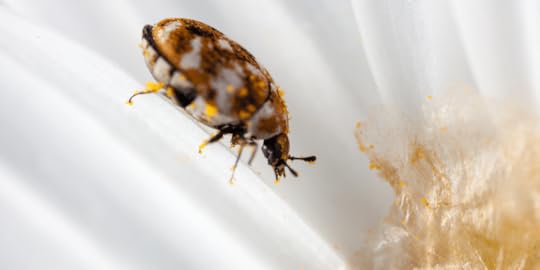 An adult varied carpet beetle covered in pollen on a daisy