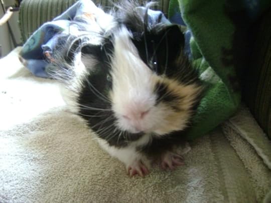Finny guinea pig of Rachel E. Smith