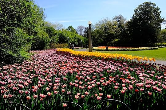 Park in Ottawa filled with tulip blooms during the Canadian Tulip festival