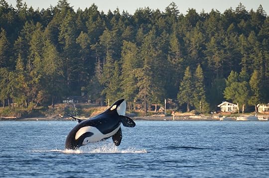 orcas-island-washington-whale-watching