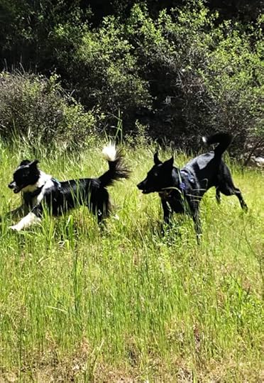 dogs running through grass