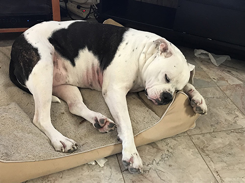 Photo of our dog, Serenity