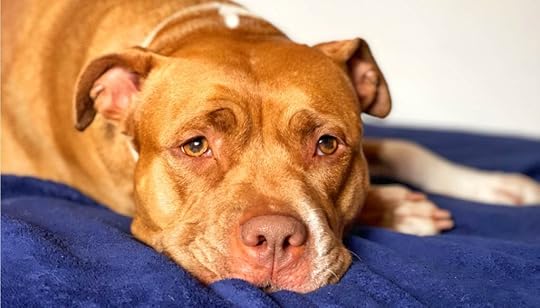 Sad Pit Bull