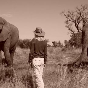 Animal Communicator Lori Robinson