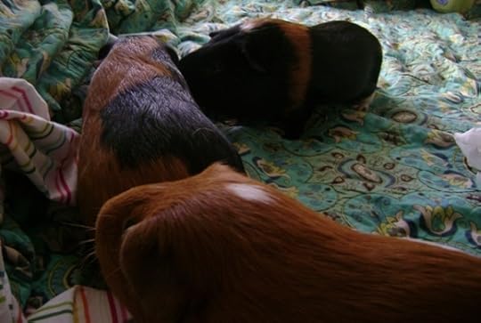 guinea pigs of Rachel E. Smith