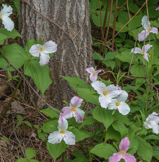 trilliums