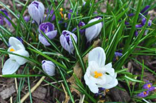 crocus