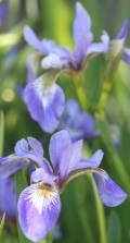 iris