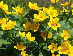 cowslips