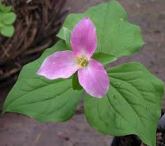 purple trillium