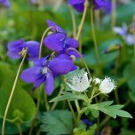 violets