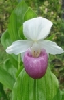 lady slipper