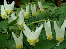 dutchman's breeches
