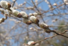 pussy willow