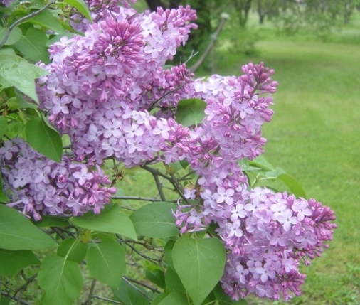lilacs