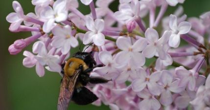 bees