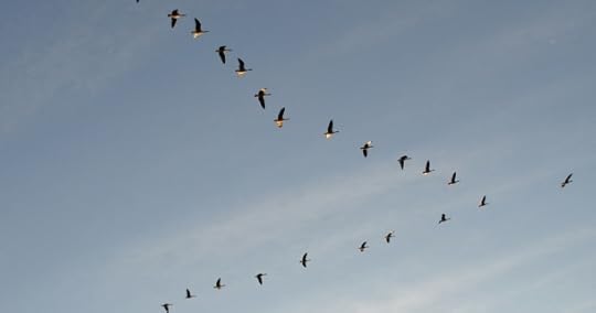 geese