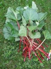 rhubarb (1)