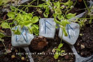 Elder Futhark runes Laguz, Ansuz, Dagaz in silver polymer clay tiles, with a fossilized ammonite, in a seedling tray of soil with young plants
