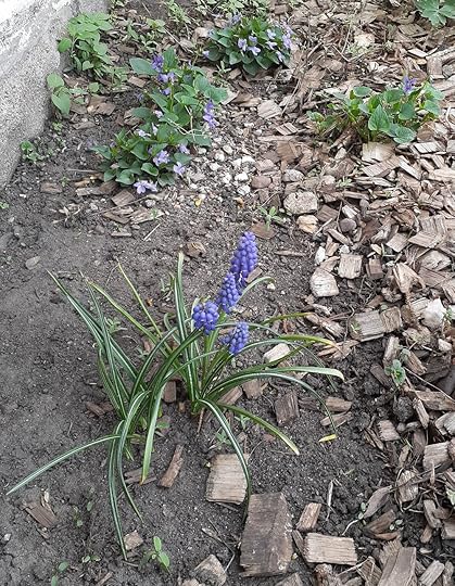 Blooming grape hyacinths in the foreground, mixed with leaves from non-blooming crocuses. Light purple violets in the background.