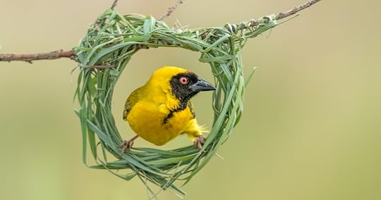 Southern masked weaver