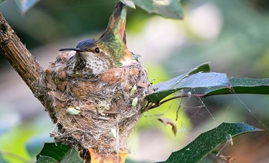 Hummingbird Nest