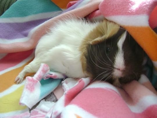Snuffy guinea pig of Rachel E. Smith