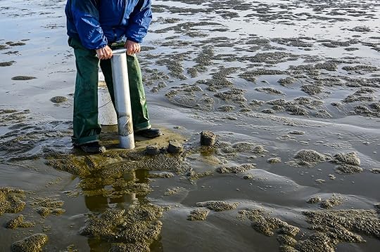 beaches-for-clamming-clam-gun