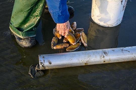 beaches-for-clamming-clams