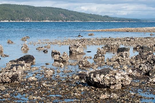 beaches-for-clamming-potlatch