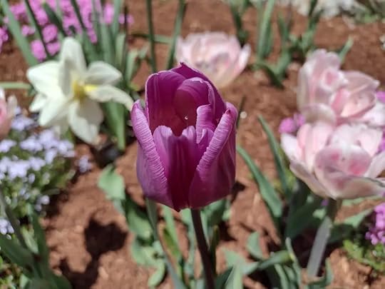 purple tulip closeup