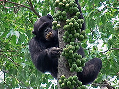 Tanzania safari - Gombe National Park