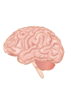 Injurymap, CC BY 4.0 <https://creativecommons.org/licenses/by/4.0>, via Wikimedia Commons