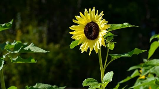 A sunflower in full bloom against a dark background.