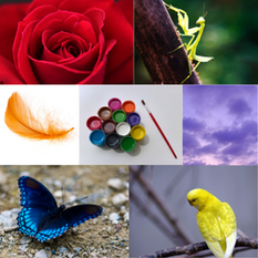 Collage of Colorful Signs & Symbols - Red Rose, Green Praying Mantic, Orange Feather, Assorted Paints with Paintbrush, Violet Clouds, Blue Butterfly, Yellow Bird