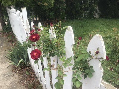 roses