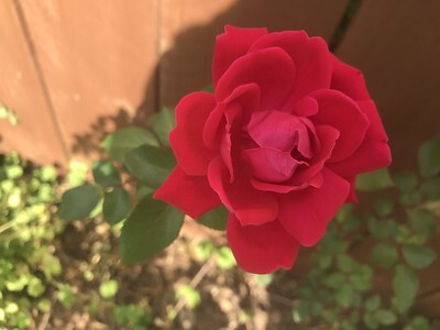 roses