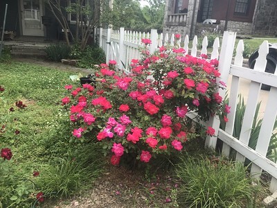 roses