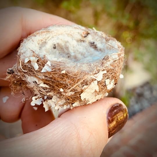 empty hummingbird nest