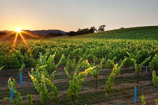 Vineyard in Ashville