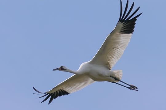 Crane in Port Aranasa Texas