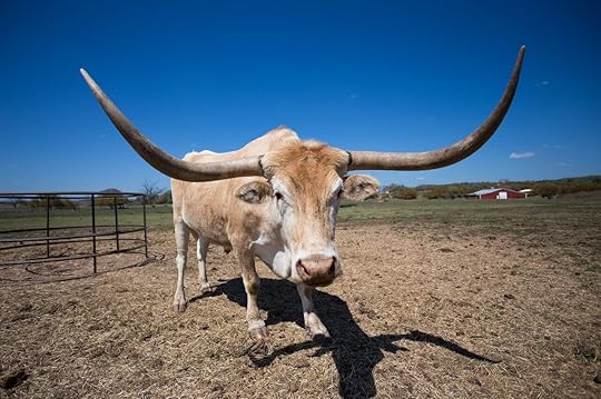 Texas longhorn near smithville
