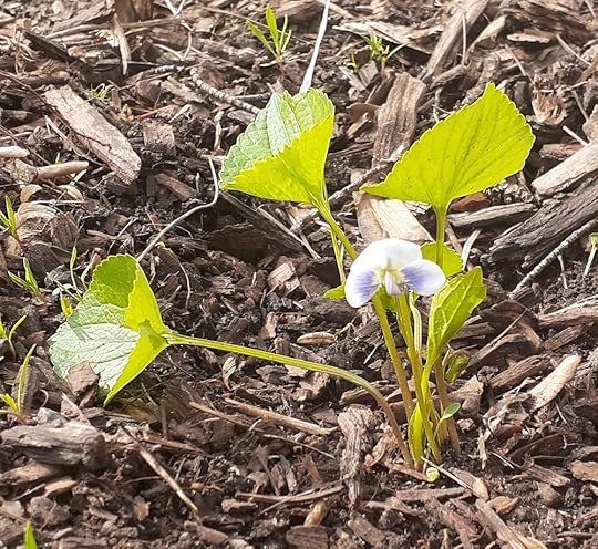 A violet plant with five leaves and a white-and-light-blue flower emerges from a woodchip-covered ground.