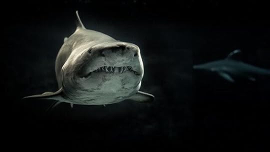 shark in the water, shark, weakness, predators