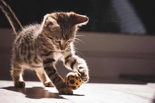 kitten playing with a toy