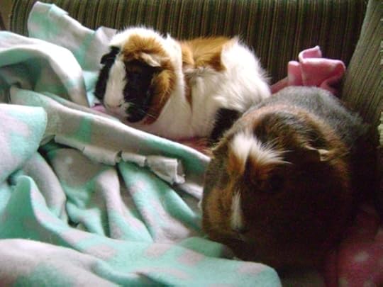 Horace and Peregrine, guinea pigs of Rachel E. Smith