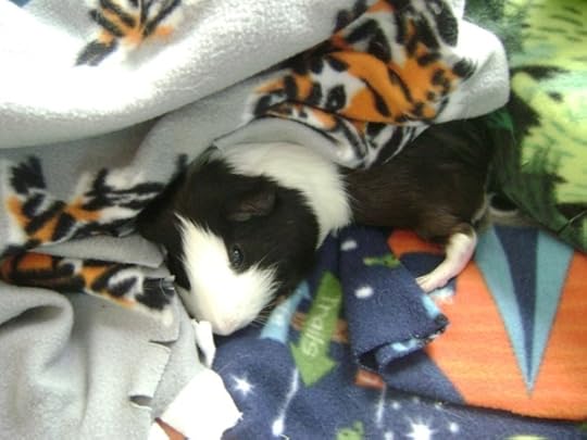 Thorfinnur guinea pig of Rachel E. Smith